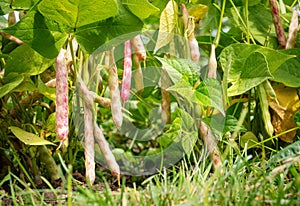 Ripe kidney bean growing on farm.Â Bush with bunch of podsÂ of haricot plant.